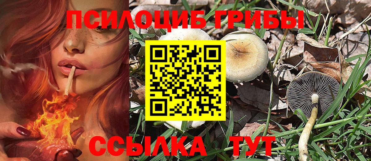 Псилоцибиновые грибы Cubensis Сухой Лог